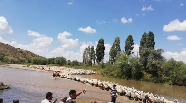 Asırlardır yaşatılan gelenek: Yüzlerce koyun dereden geçirildi