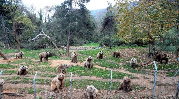 Bursa'da kış uykusu tutmayan ayılar için özel program