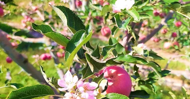 Aylar sonra gelen yağışla şaşıran elma ağacı hasat zamanı çiçek açtı