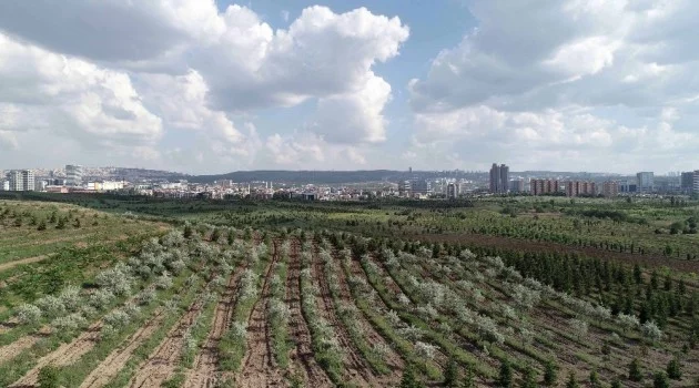 Bakan Eroğlu: ”Başkente önemli bir yeşil alan kazandırdık”