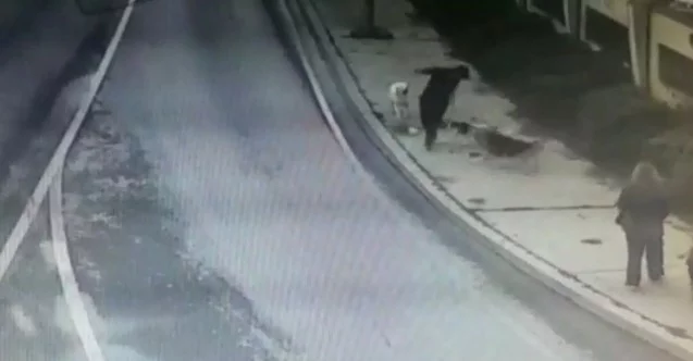 Bakırköy’de dehşet dolu anlar, iş adamına 6 köpek saldırdı