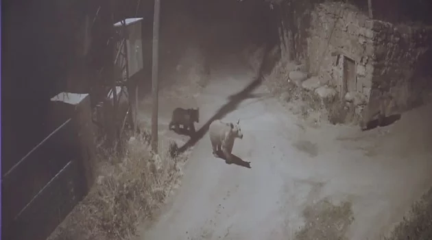 Bal yemek için köye inen ayılar, kameralara yansıdı