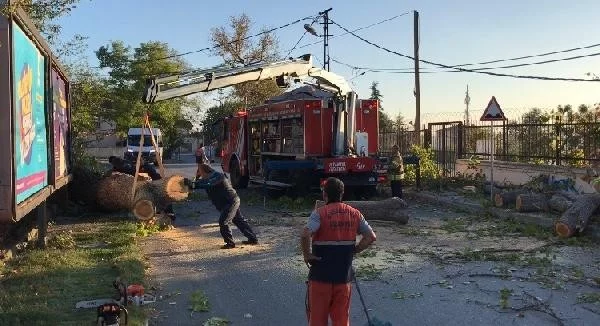 Başakşehir'de yola ağaç devrildi 