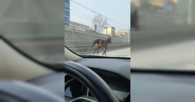 Bursa'da başıboş atlar trafiği tehlikeye sokuyor