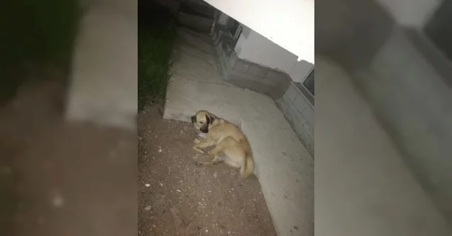 Başkent’te kafasına sallama darbesi aldığı iddia edilen köpek gözünü kaybetti