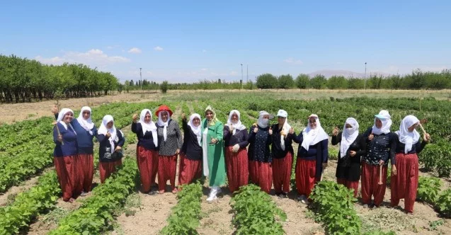 Battalgazi’nin gönüllü kadınları, ilk hasatlarını topladı
