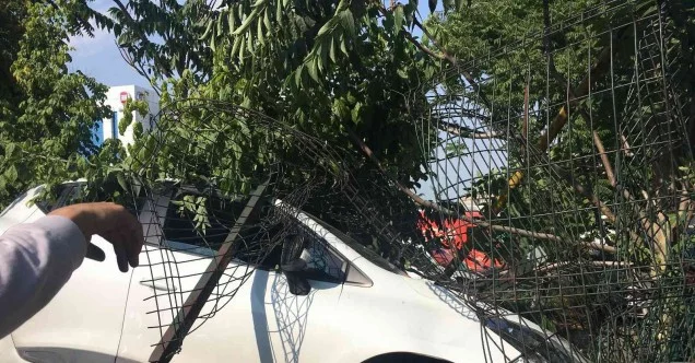 Bayrampaşa’da otomobil refüjdeki ağaca çarptı