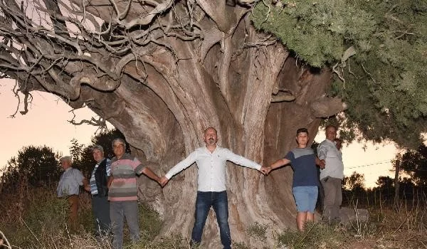 Bin yıllık olduğu öne sürülen dev servi için 'anıt ağaç' tescili isteği