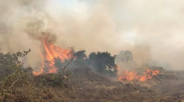 Bingöl’de 2 bölgede orman yangını