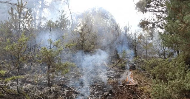 Bolu’da devrilen ağacın kopardığı elektrik teli ormanı yaktı