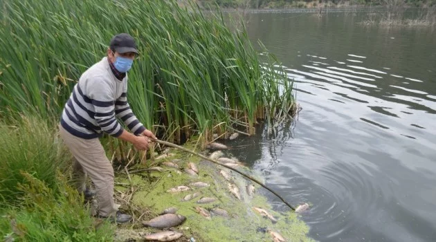 Bolu’da, su kirliliği yüzlerce balığı öldürdü