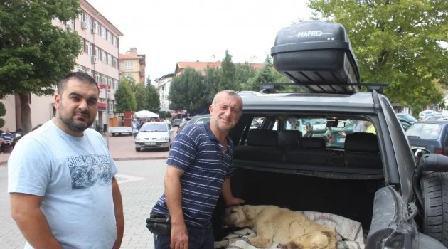 Boz ayının saldırısına uğrayan köpek Bursa’ya getirildi