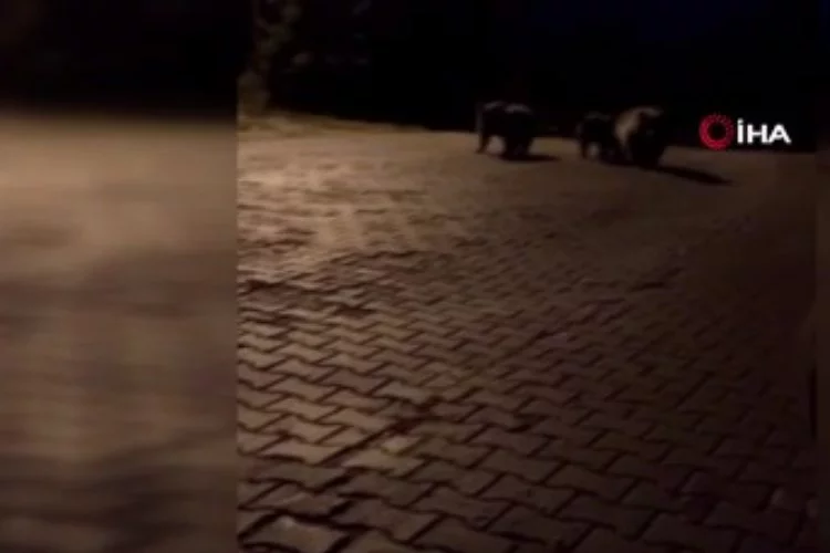 Bursa'da ayılar, günübirlikçilere saldırdı