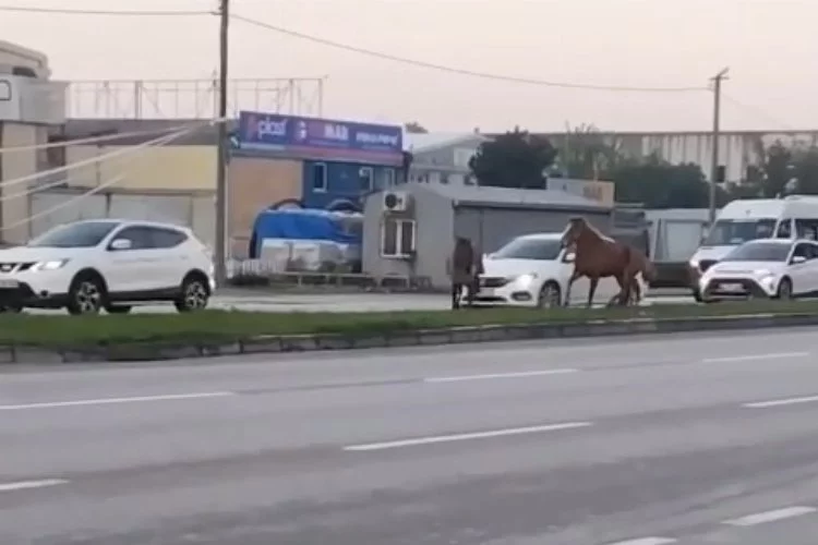 Bursa'da başı boş atlar tehlike saçıyor