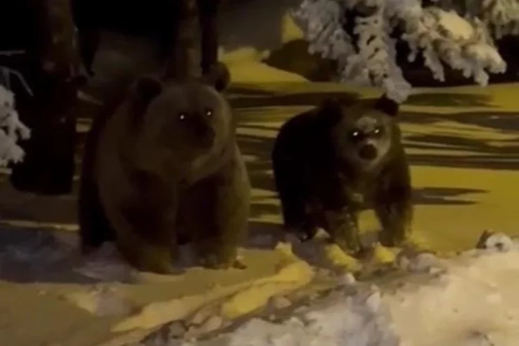 Bursa'da korku dolu anlar kamerada, sinirlenen ayı böyle saldırdı