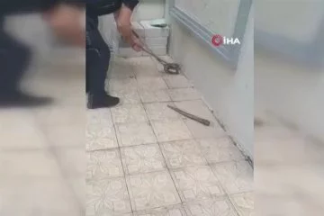 Bursa'da yılan paniği