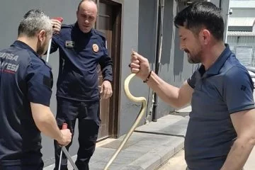 Bursa'da yılanı iş adamı böyle yakaladı