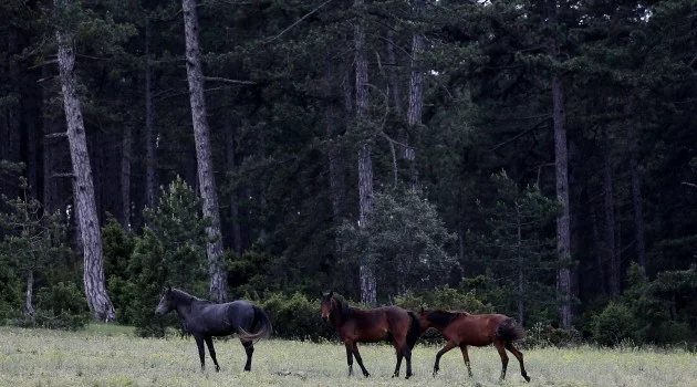 Bursa'da dağda yaşayan yabanî atlar böyle görüntülendi