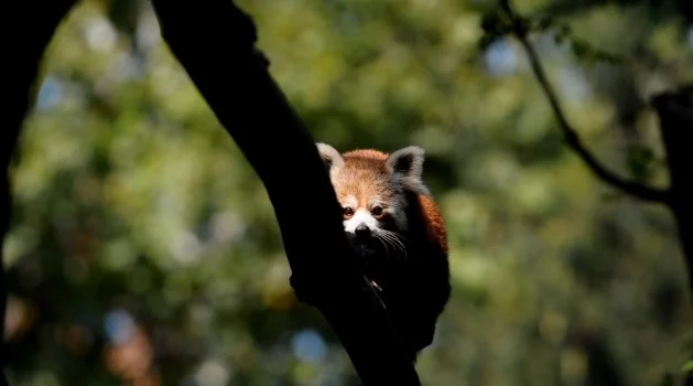 Bursa Hayvanat Bahçesi’nin yeni misafiri kırmızı pandalar