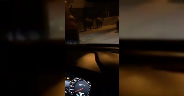 Bursa’da aç kalan domuzlar sokağa indi