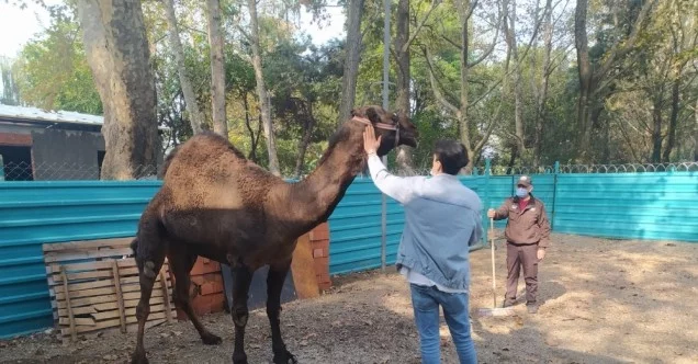 Bursa’da bir "Garip" deve hikayesi