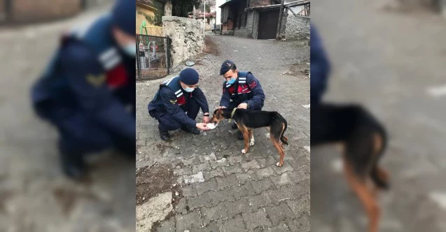 Bursa’da köpek tüfekle vuruldu