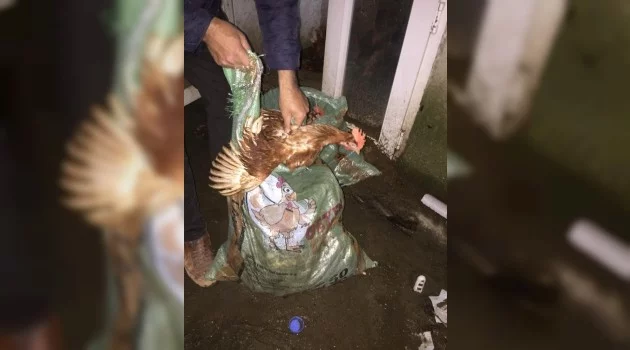 Çanakkale’de tavuk hırsızlığı