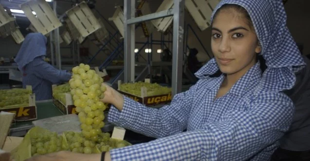 Çekirdeksiz sofralık sultani üzüm ihracatından 37 milyon dolar
