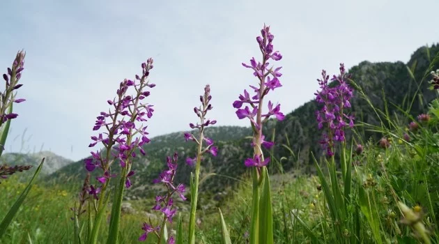 Çiçek açan "yabani orkideler" görsel şölen sunuyor