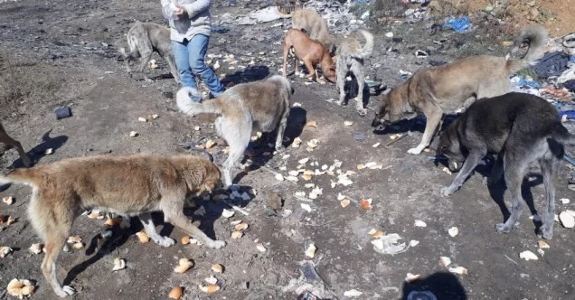Çöpten topladıkları bayat ekmekleri sahipsiz köpeklere aş ediyorlar