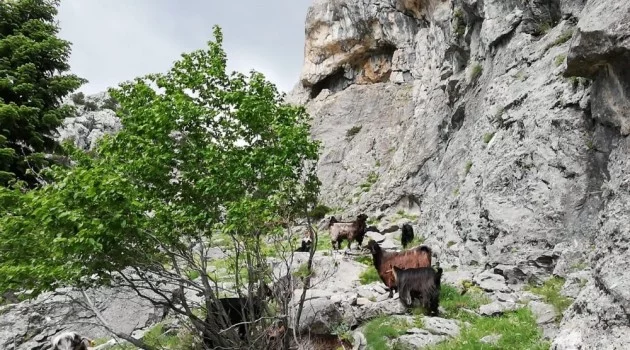 Dağda mahsur kalan keçileri kurtarmak için canlarını tehlikeye attılar