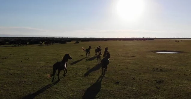 Deltada bulunan yılkı atları havadan görüntülendi