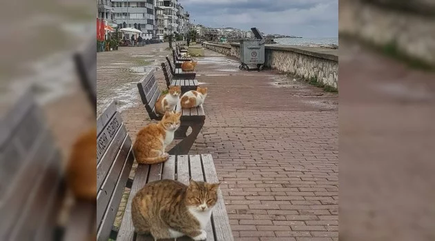 Mudanya'da kedilerin deniz kenarında bank keyfi
