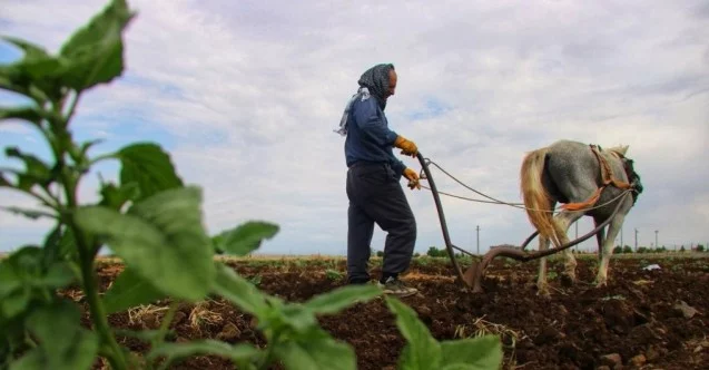 Diyarbakırlı çiftçi kara sabandan vazgeçemiyor