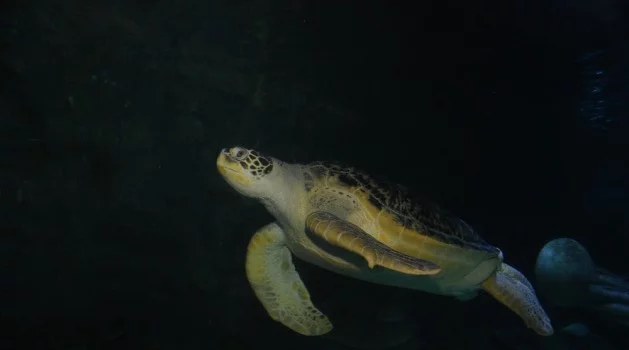 Dünya Deniz Kaplumbağaları Günü’nde anlamlı çağrı
