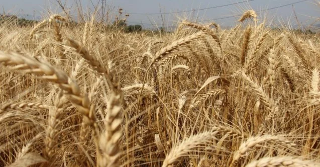 Dünyanın peşinde koştuğu buğdayda hasat devam ediyor