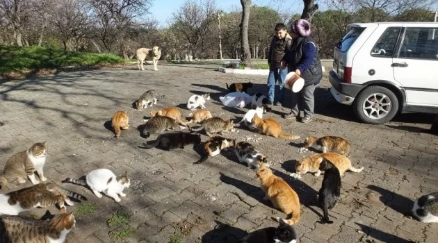 Emekli hemşire 14 yıldır sokak kedilerini besliyor