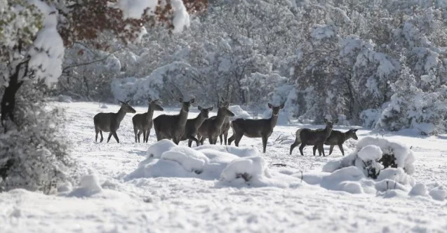 En şanslı geyikler...Üniversite bakıyor, milli parklar besliyor