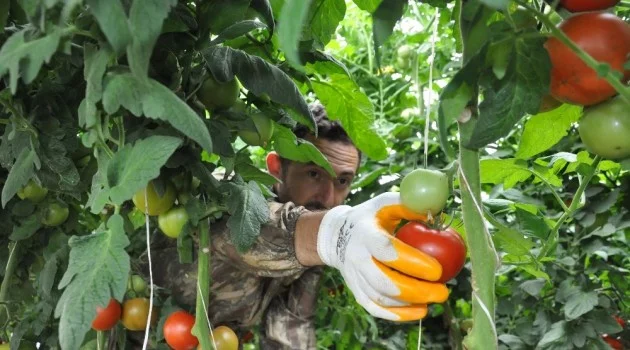 Gazeteciliği bıraktı köyünde sera kurup domates yetiştirmeye başladı
