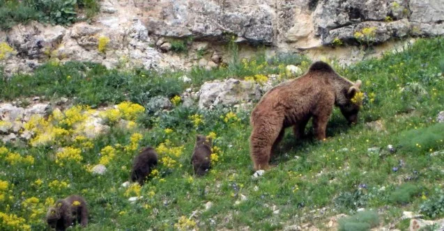 Gümüşhane’de köye inen ve birbiriyle oynayan yavru ayılar kameralarda