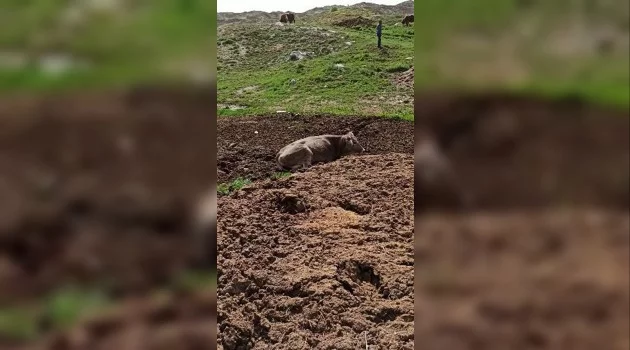 Hayvan dışkısına saplanan inek kurtarıldı