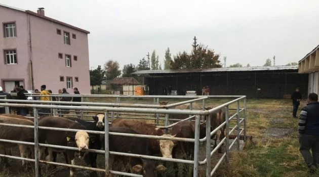 Iğdır’da genç çiftçilere hayvan dağıtımı