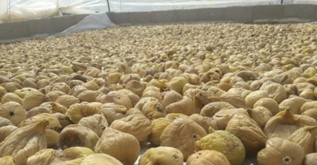 İhracatçılar kuru incirin kalitesini arttırmak için seferber oldu