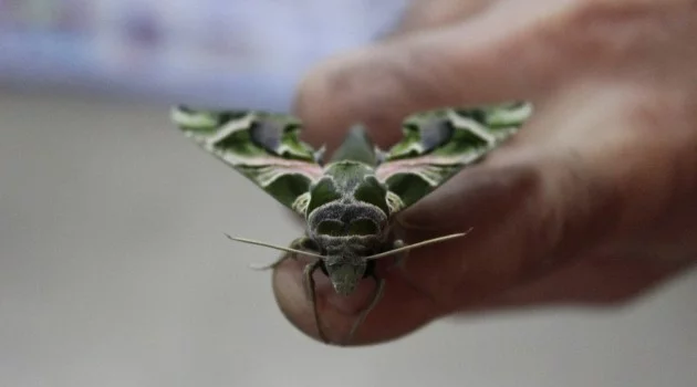 İstanbul’da ender rastlanan ’mekik kelebeği’ bulundu