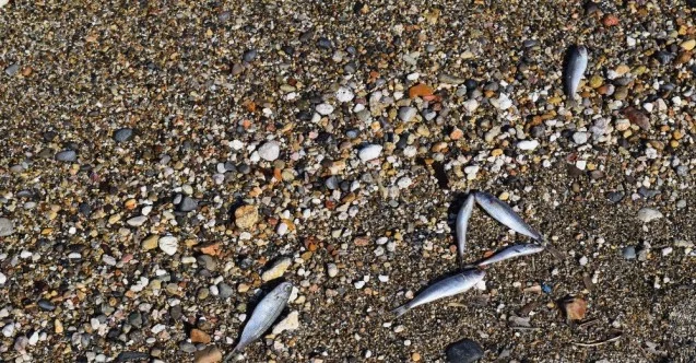 İzmir’de ölü balıklar kıyıya vurdu