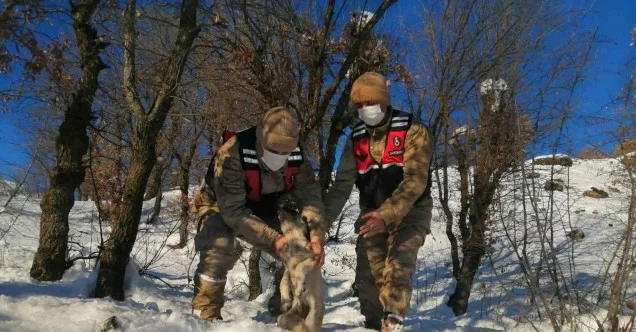 Jandarma donmak üzere olan köpeği kurtardı