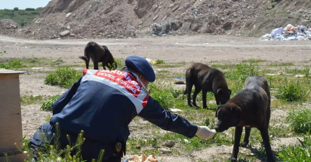 Jandarma yüzlerce sokak hayvanı elleriyle besledi