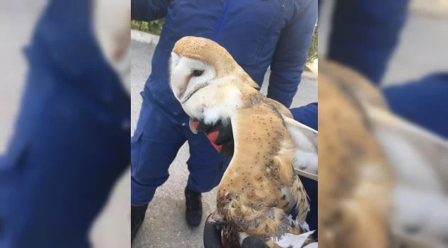 Jandarmanın bulduğu yaralı beyaz baykuş tedavi altına alındı