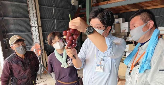 Japonya’da özel üretim salkım üzüm, 10 bin 800 dolara satıldı