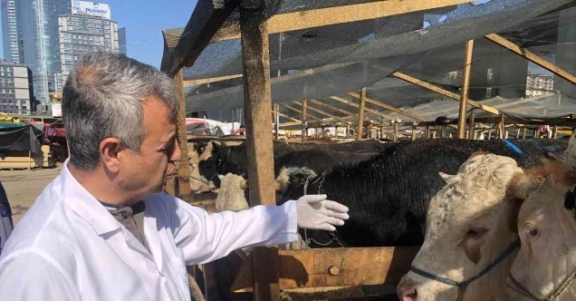 Kağıthane kurban pazarında hayvanlar sağlık kontrolünden geçirildi
